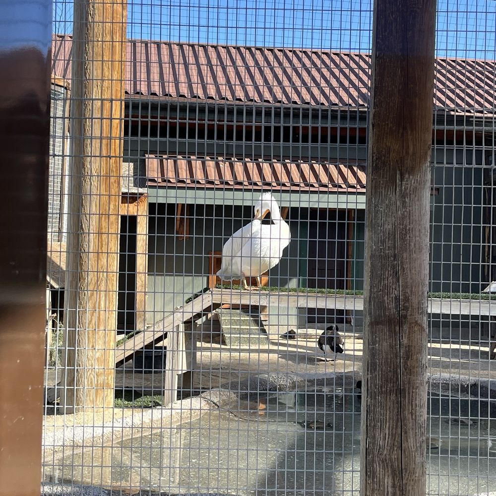 Big Bear Alpine Zoo - Bird - Zoos Near Me - Big Bear Lake, California Big Bear Alpine Zoo - Bird - Zoos Near Me - Big Bear Lake, California