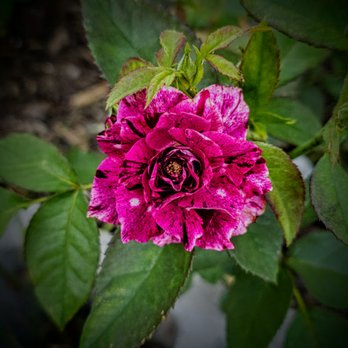 Gurney's Seed & Nursery - HALF PURPLE TIGER FLORIBUNDA ROSE - Nurseries & Gardening Near Me Gurney's Seed & Nursery - HALF PURPLE TIGER FLORIBUNDA ROSE - Nurseries & Gardening Near Me