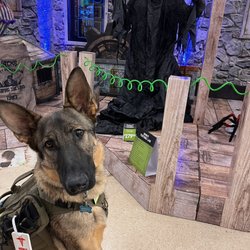 Dollar Tree - My service dog who the management of this dollar tree chose to verbally abuse, and the handler.