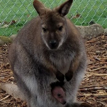 Jim's U-Fish - A baby wallaby!!!!!!  3 3 3 - Petting Zoos Near Me - Spanaway, Washington
