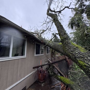 Barragan Tree Service - Tree Services Near Me Barragan Tree Service - Tree Services Near Me