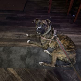 Famous Sam's - Marley waiting for her beef and cheese patties. - Sports Bars Near Me - Tucson, Arizona Famous Sam's - Marley waiting for her beef and cheese patties. - Sports Bars Near Me - Tucson, Arizona