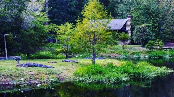 Okefenokee Swamp Park by null