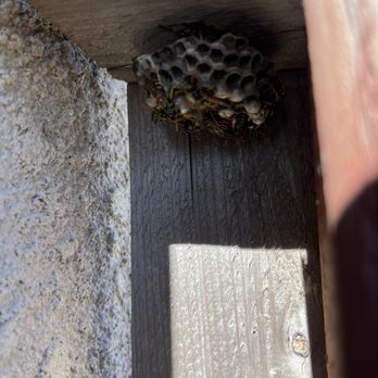 Ural Mountain Beehive - Pest Control Near Me - north highlands, California Ural Mountain Beehive - Pest Control Near Me - north highlands, California