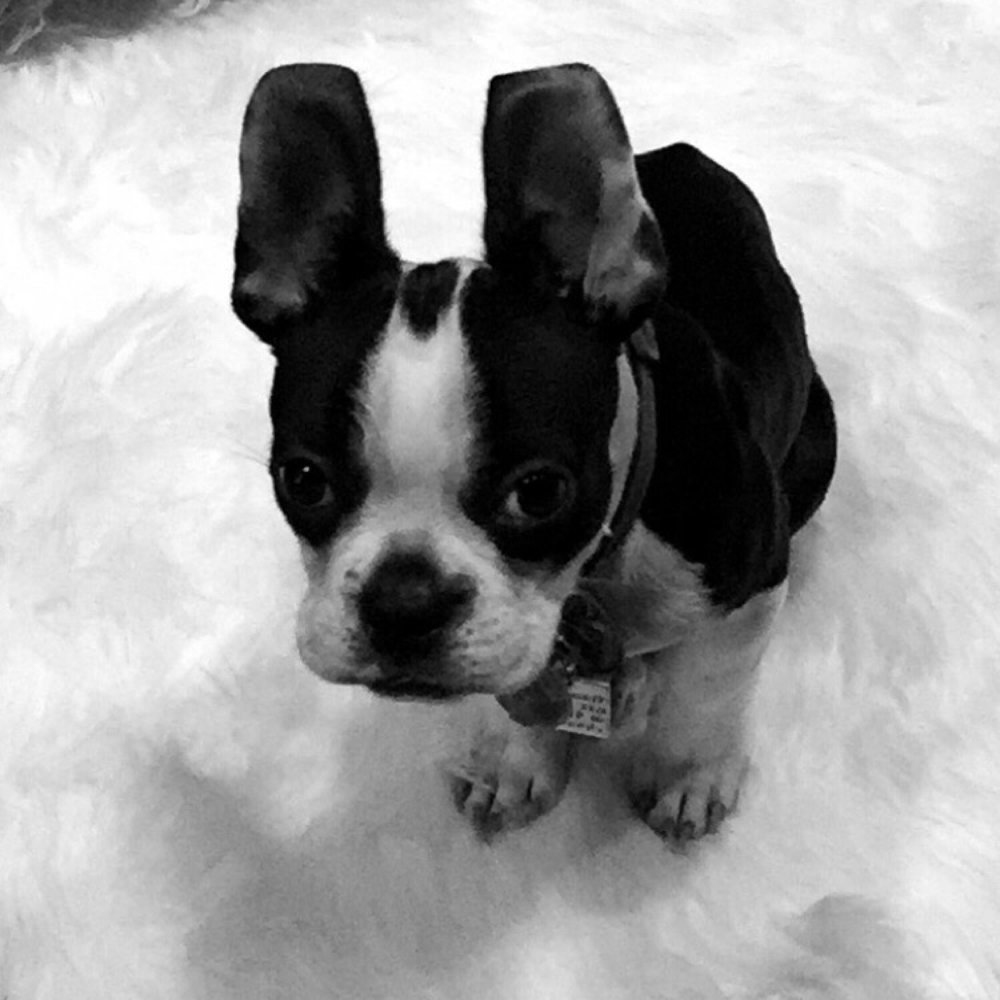 Peak City Puppy - Dapper Loves Lynn and Dakota! - Dog Walkers Near Me Peak City Puppy - Dapper Loves Lynn and Dakota! - Dog Walkers Near Me