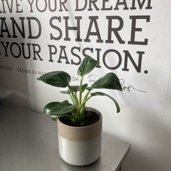Botanic and Luxe - Plant and speckled pot! - Gift Shops Near Me - Santa Cruz, California Botanic and Luxe - Plant and speckled pot! - Gift Shops Near Me - Santa Cruz, California