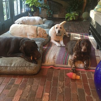 The Dog Ranger - When I get home after Reid has taken them out. - Dog Walkers Near Me The Dog Ranger - When I get home after Reid has taken them out. - Dog Walkers Near Me