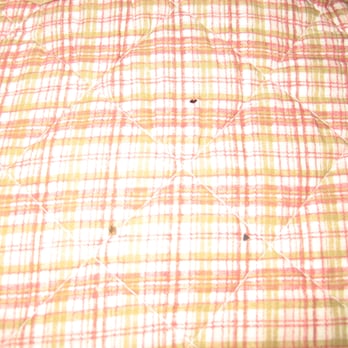 Coldwell Banker Action Realty - Snuggle time! Don't you want to cozy up to these bed bugs? - Real Estate Services Near Me - Arnold, California Coldwell Banker Action Realty - Snuggle time! Don't you want to cozy up to these bed bugs? - Real Estate Services Near Me - Arnold, California