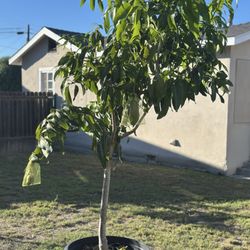Van’s Nursery - Valencia Pride Mango tree