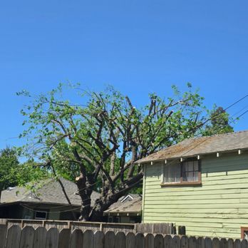 alturas Tree Service - after - Tree Services Near Me - Modesto, California