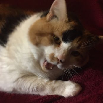 Cru Veterinary Services - Pet Services Near Me