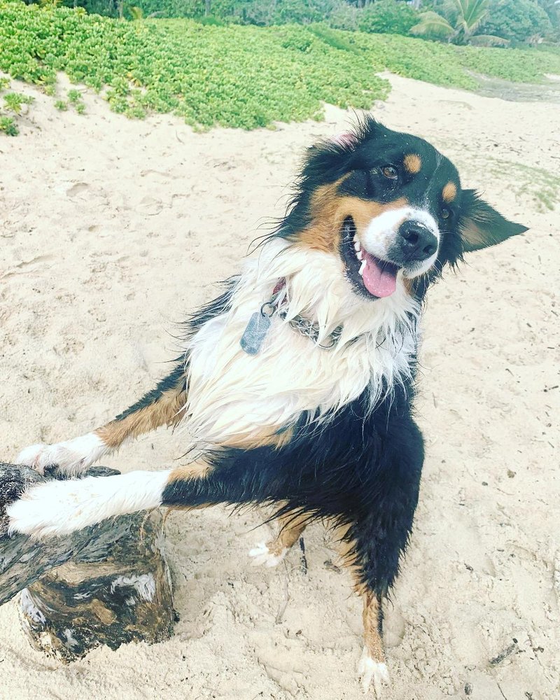 Kailua2ya - pet boarding facility in Kailua, HI