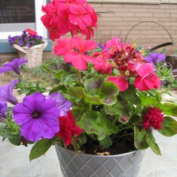 Floral-Ific Creations - Lovely in my patio!