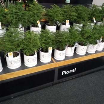Target - Plants - Department Stores Near Me - Walnut Creek, California