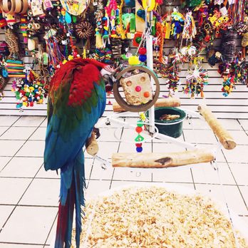 Omar's Exotic Birds - Pet Sitting Near Me - Lake Forest, California