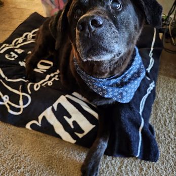 Glow Grooming Mobile - Charlie with his cute new bandana! - Pet Groomers Near Me - Brentwood, California Glow Grooming Mobile - Charlie with his cute new bandana! - Pet Groomers Near Me - Brentwood, California