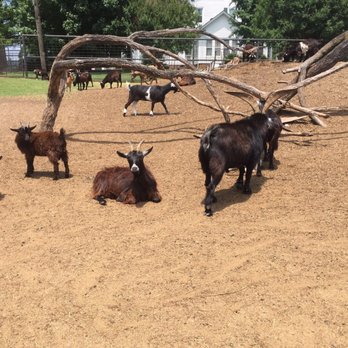 Tennessee Safari Park - Parks Near Me - Alamo, Tennessee