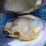 Photo of Casco Bay Shellfish