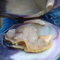 Casco Bay Shellfish - It's like kissing the Ocean --- or the Bay..