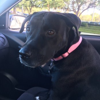 Camp Canine Margate - Pet Sitting Near Me - Margate, Florida Camp Canine Margate - Pet Sitting Near Me - Margate, Florida