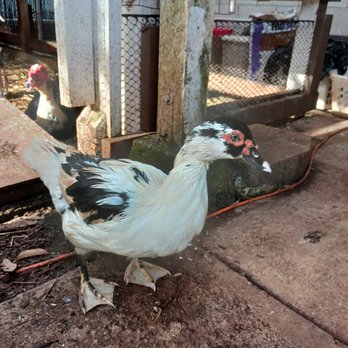 Susies Duck - a white and black chicken - Pet Adoption Near Me - Honolulu, Hawaii Susies Duck - a white and black chicken - Pet Adoption Near Me - Honolulu, Hawaii