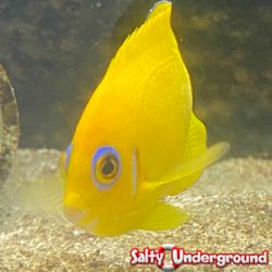Salty Underground - Lemon Peel Angelfish