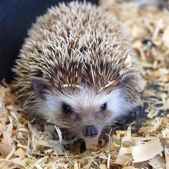 Zoo-Zoom - Petting Zoos Near Me