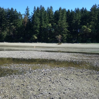 YMCA Camp Colman - Deer sighting . - Summer Camps Near Me - Longbranch, Washington