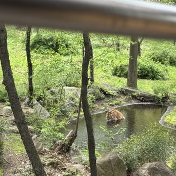 Bronx Zoo - Tiger - Zoos Near Me - Bronx, New York