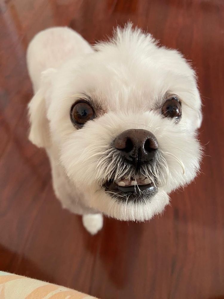 Rockwool Wholesale - beekeeping in Walnut, CA