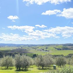 Kiler Ridge Olive Oil - What a view!!