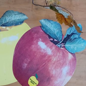Boyer Orchards - two apples with leaves on them - Farmers Market Near Me - New Paris, Pennsylvania Boyer Orchards - two apples with leaves on them - Farmers Market Near Me - New Paris, Pennsylvania