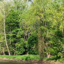 Smith's Campground & Cabin