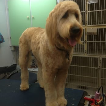 Stottlemyer Groom-N-Board - "Moose" such a handsome boy after his grooming. - Pet Sitting Near Me - Bedford, Pennsylvania Stottlemyer Groom-N-Board - "Moose" such a handsome boy after his grooming. - Pet Sitting Near Me - Bedford, Pennsylvania