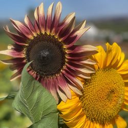 Pumpkin Station - I've never seen a sunflower this color before