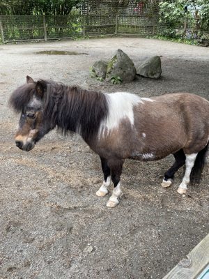 Maplewood Farm by null