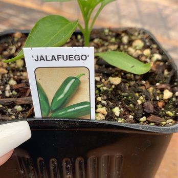 High Hand Cafe - Jalafuego plant - New American Near Me - Loomis, California