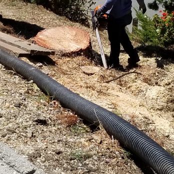 AAA Tree Service Inc - Tree Services Near Me