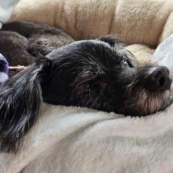 Prime Time Exteriors - Who wouldn't want to protect this pup? - Pressure Washers Near Me