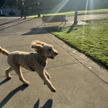 Darrin Walks Dogs - Dog Walkers Near Me - Seattle, Washington Darrin Walks Dogs - Dog Walkers Near Me - Seattle, Washington