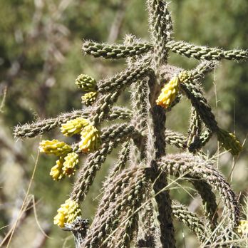 Brown Canyon Ranch - Blooming Desert Cholla - Parks Near Me - Sierra Vista, Arizona