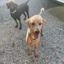 Photo of In our Home Pet Sitting and Dog Walking