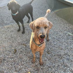 In our Home Pet Sitting and Dog Walking - Sully and Toby, our standard poodles.