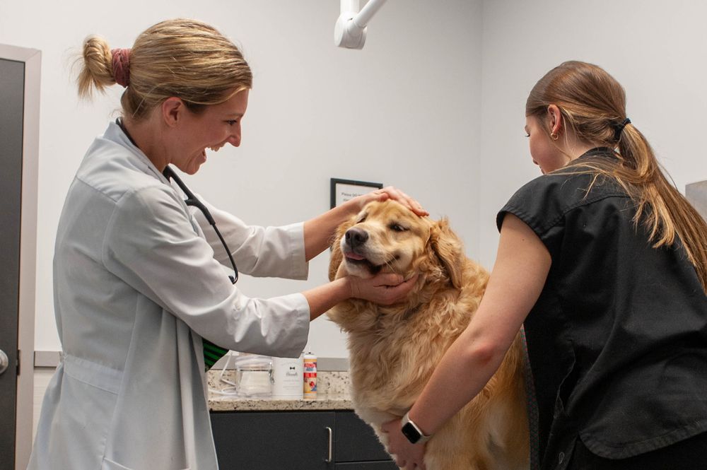 Hampton Cove Animal Hospital & Covepets - pet boarding facility in Owens Cross Roads, AL