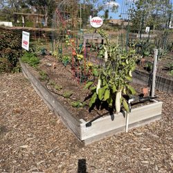 Vista Gardens - White eggplant
