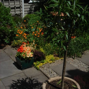 Schleicher Irrigation - a small orange tree in a pot - Landscaping Near Me - Hampton Bays, New York Schleicher Irrigation - a small orange tree in a pot - Landscaping Near Me - Hampton Bays, New York