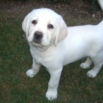 OC Canine Coaching - Brandyn was so good with our pup! - Pet Training Near Me