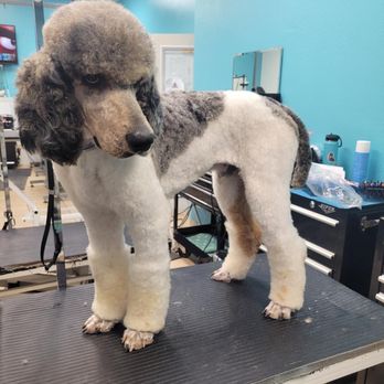 My Little Pet Salon - Pet Groomers Near Me - Hemet, California My Little Pet Salon - Pet Groomers Near Me - Hemet, California