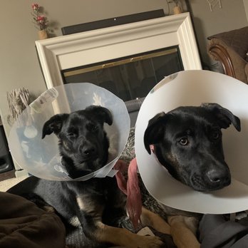 Sunnymead Veterinary Clinic - Raven left, Caesar is right. - Veterinarians Near Me - Moreno Valley, California Sunnymead Veterinary Clinic - Raven left, Caesar is right. - Veterinarians Near Me - Moreno Valley, California
