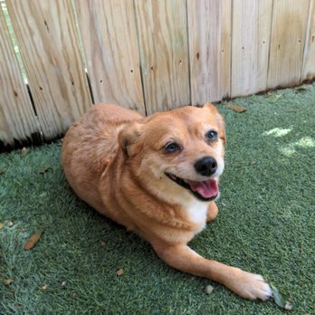 All About Pets - Amos - Pet Stores Near Me - Hilton Head Island, South Carolina All About Pets - Amos - Pet Stores Near Me - Hilton Head Island, South Carolina